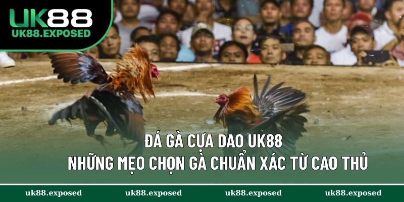 Đá Gà Cựa Dao